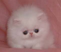 cutecat via ogleimages