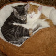 hugging_kittens-190x190