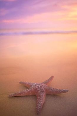 star_fish_