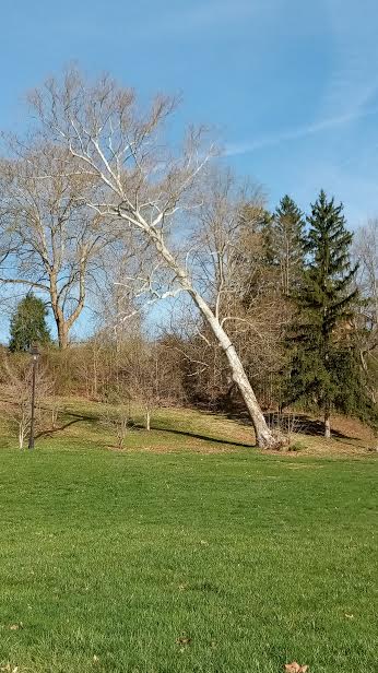 Hundreds of drivers in Athens, Ohio pass this tree on Ohio University land daily, and if it's noticed it's to see if it's fallen yet. For years this state of affairs has continued. One day it won't be there any more, and neither will we.